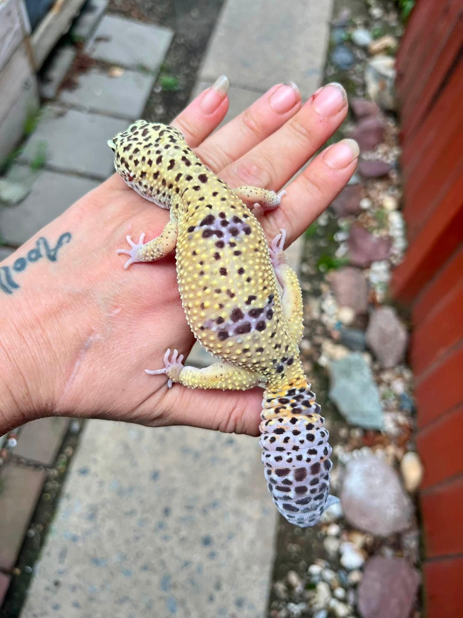 Enlarge Maple, a Adoptable Gecko in Palmerton, PA image 4/4