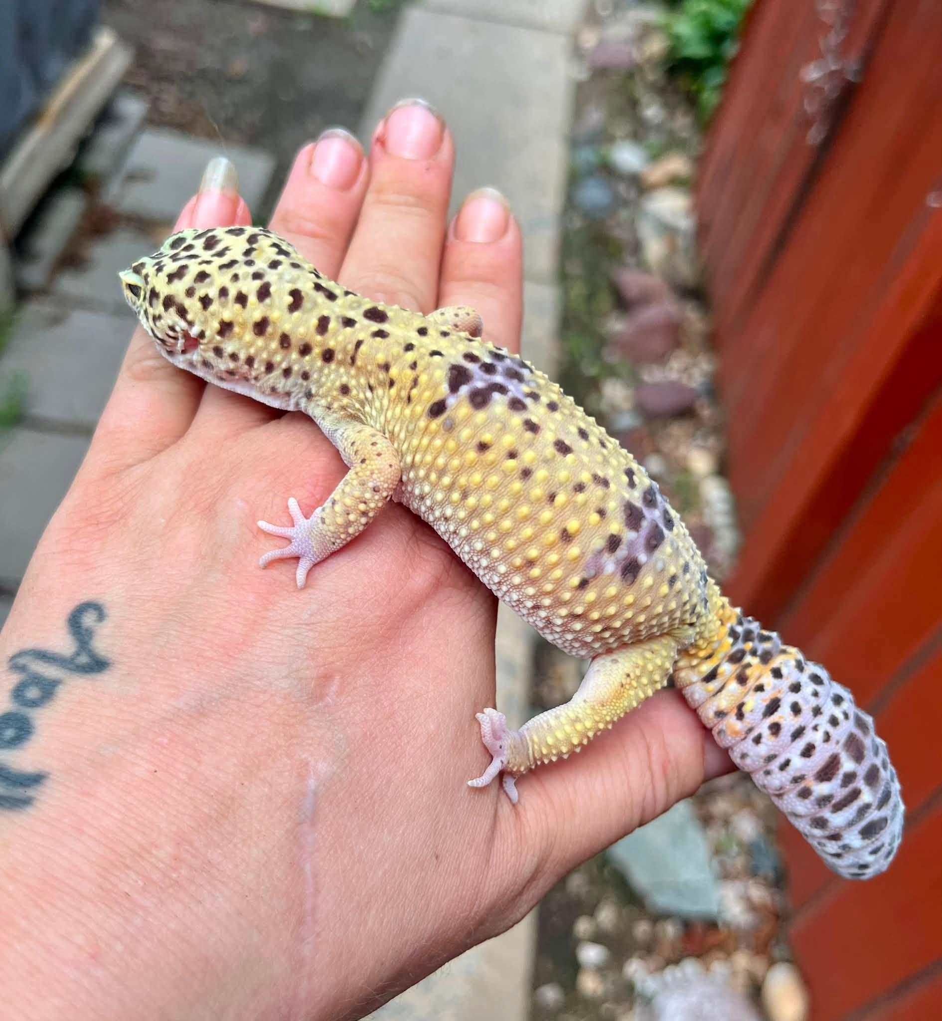 Enlarge Maple, a Adoptable Gecko in Palmerton, PA image 2/4