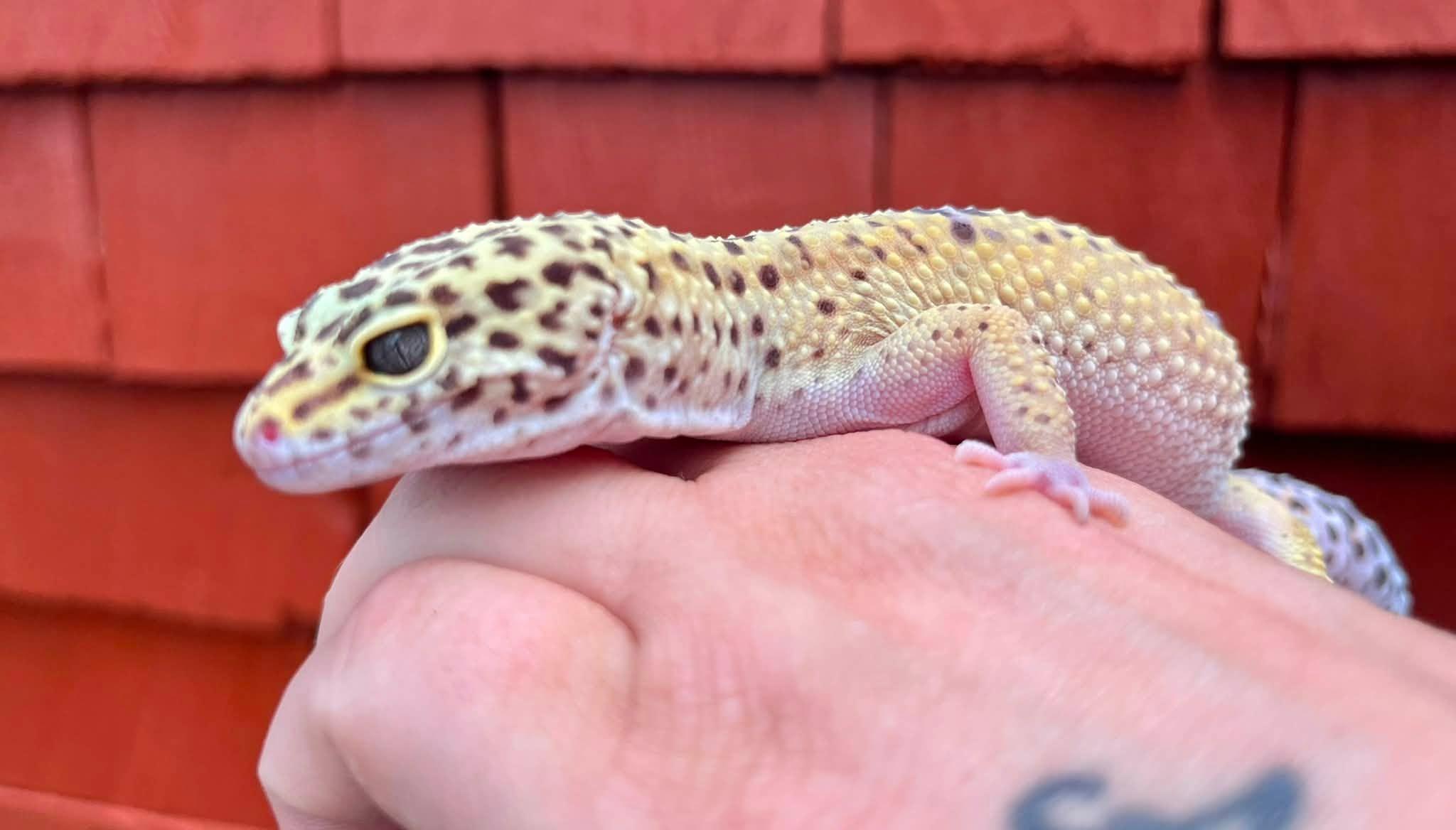 Enlarge Maple, a Adoptable Gecko in Palmerton, PA image 3/4