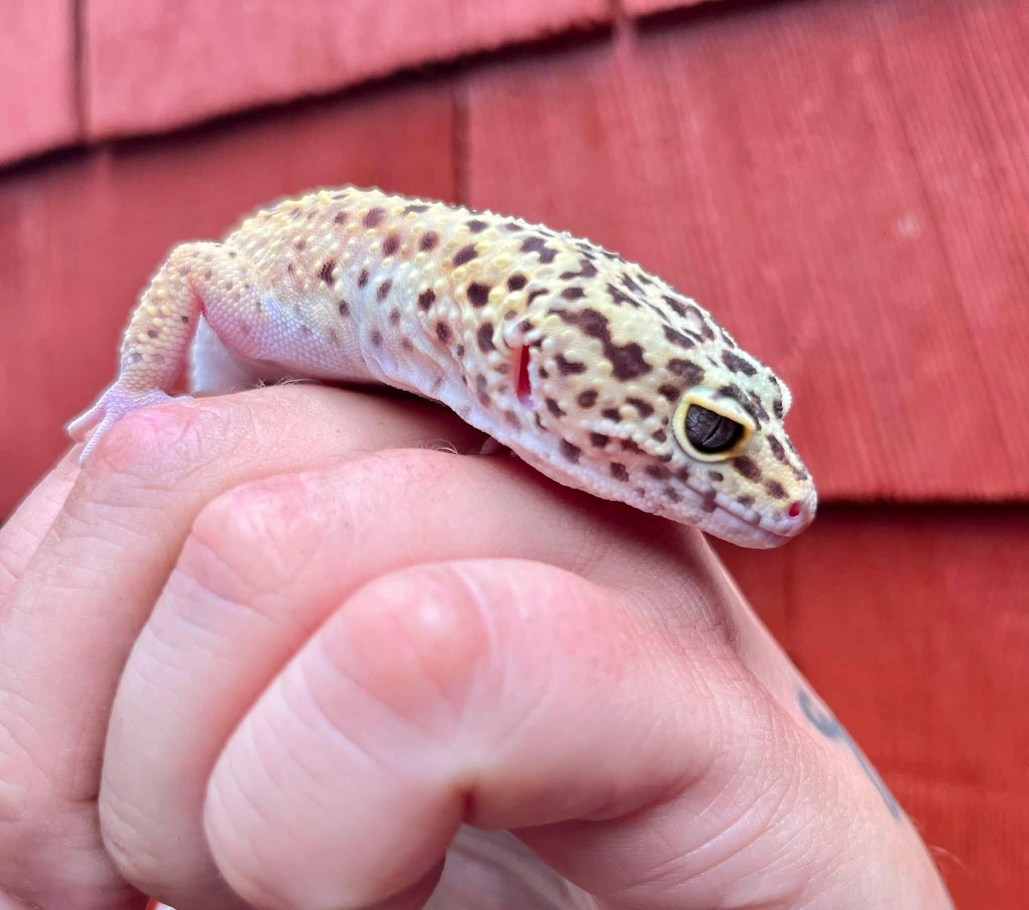 Enlarge Maple, a Adoptable Gecko in Palmerton, PA image 1/4