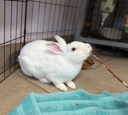 Henry, Adoptable, Adult Male Bunny Rabbit & Bunny Rabbit.