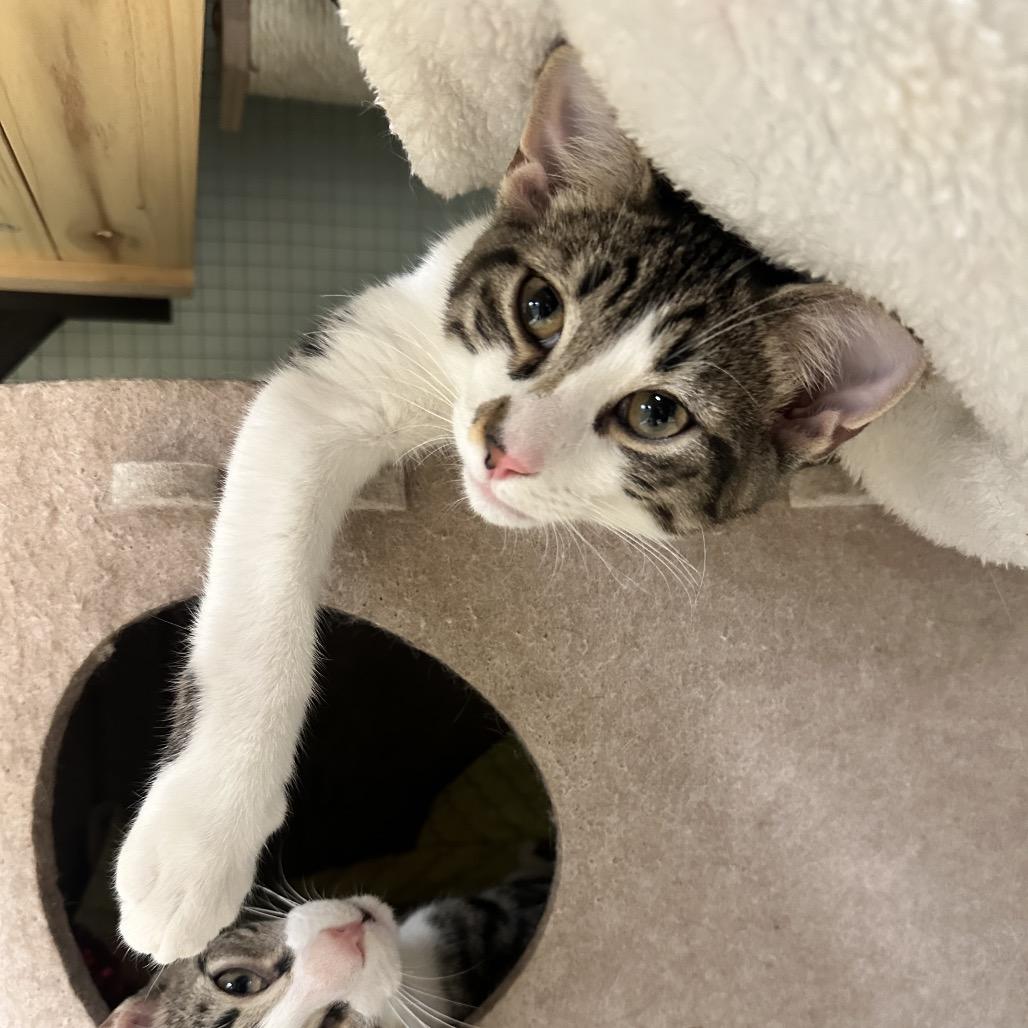 Enlarge Stromboli, a Adoptable Domestic Short Hair in North Port, FL image 1/6