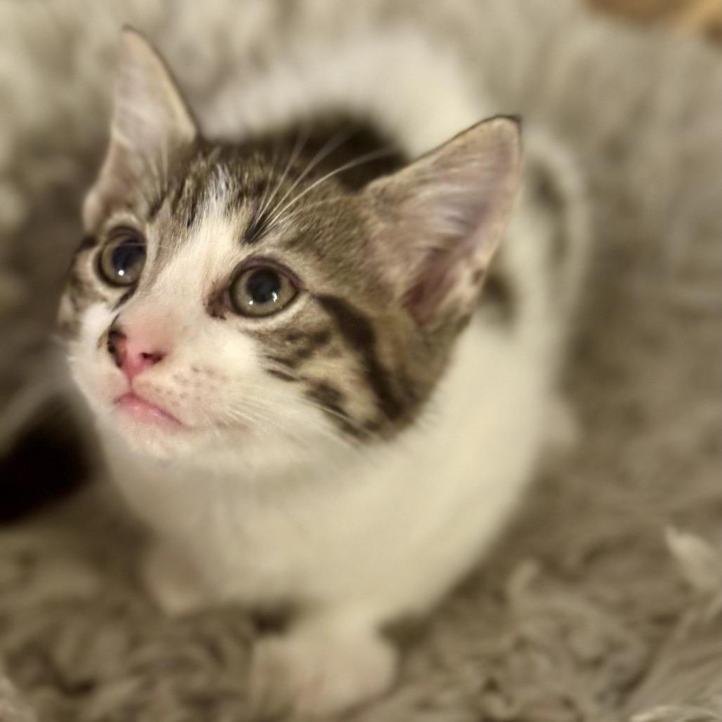 Stromboli, Adoptable, Kitten Male Domestic Short Hair.