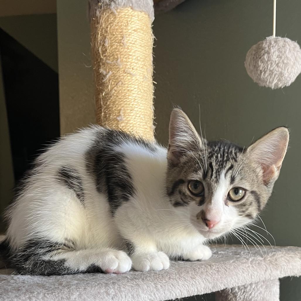 Enlarge Stromboli, a Adoptable Domestic Short Hair in North Port, FL image 3/6