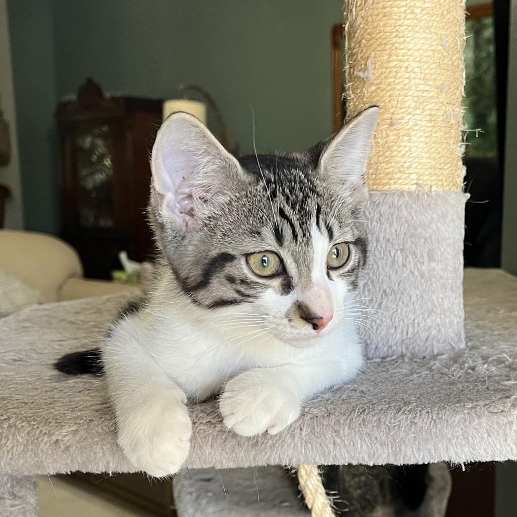 Enlarge Stromboli, a Adoptable Domestic Short Hair in North Port, FL image 6/6