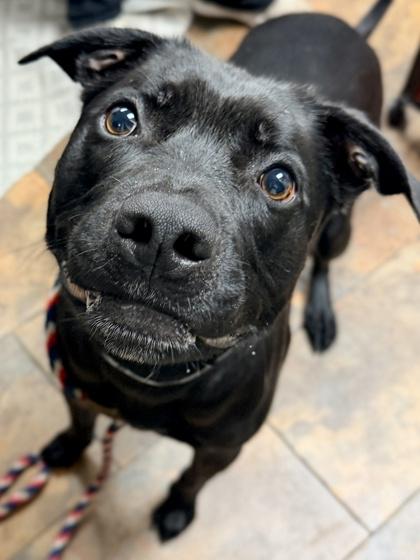 Lucas — thumbnail 2