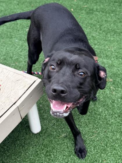 Lucas — thumbnail 3