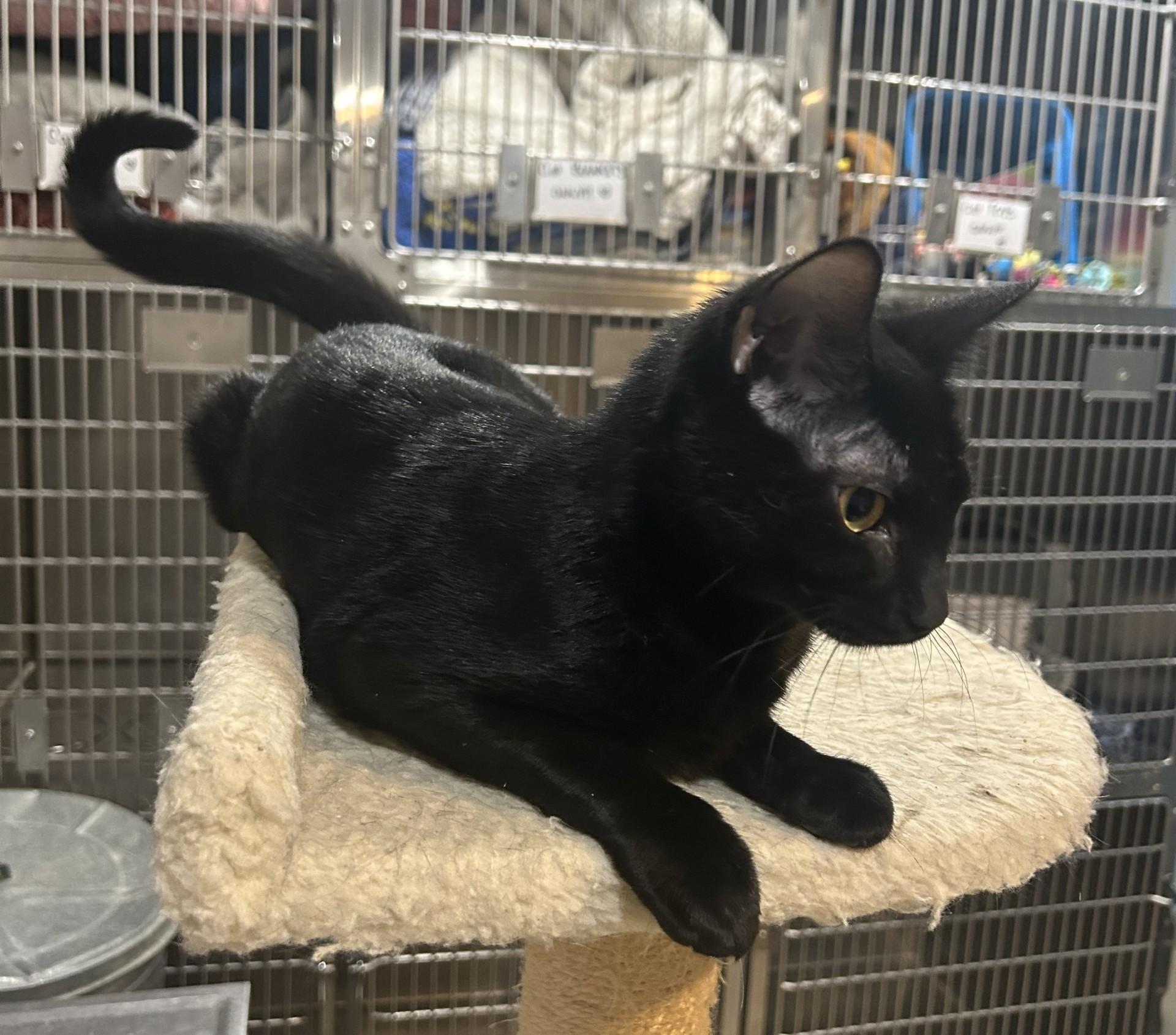 Enlarge OZZY, a ADOPTABLE Domestic Short Hair in North Kansas City, MO image 2/3