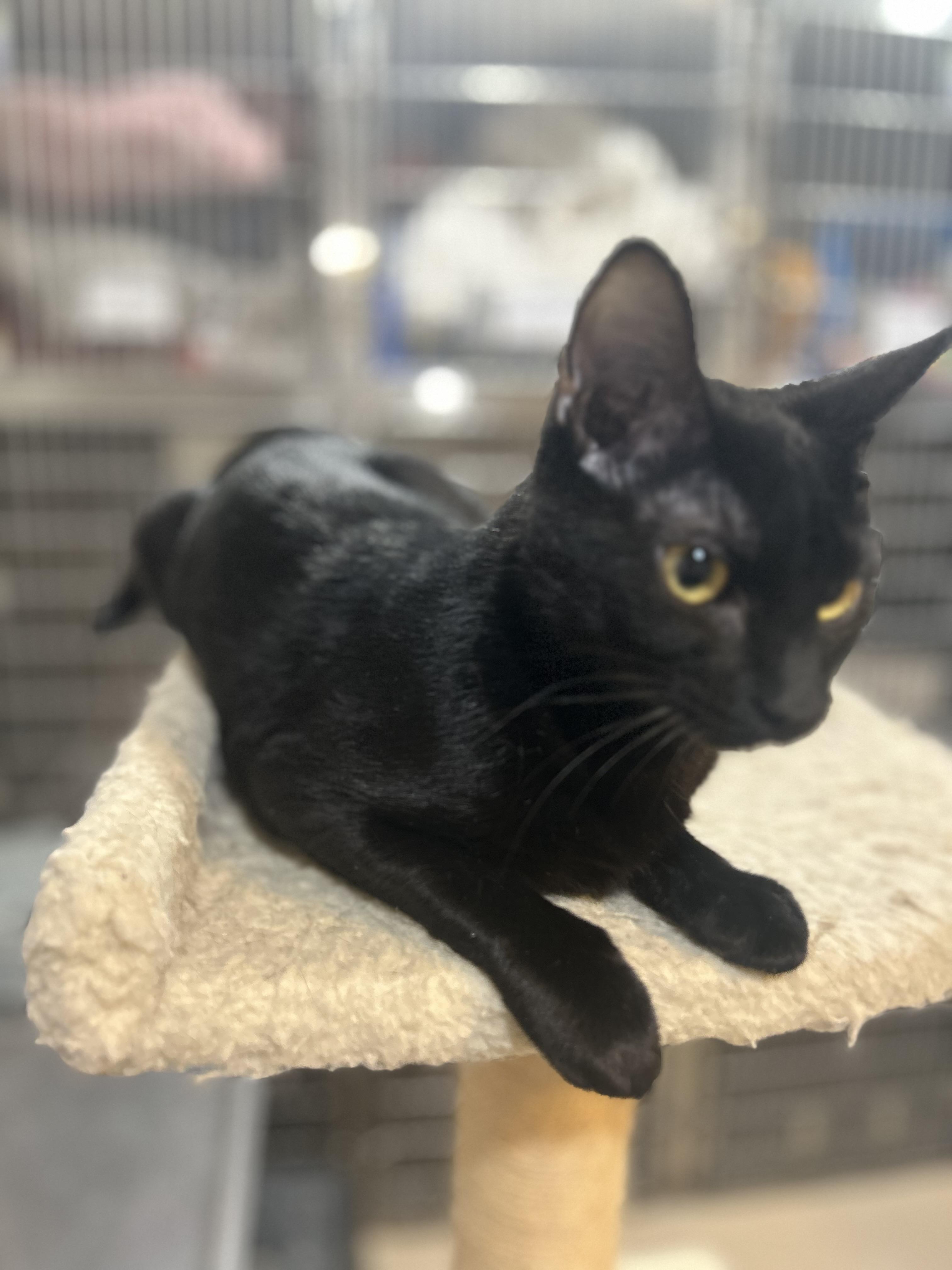 Enlarge OZZY, a ADOPTABLE Domestic Short Hair in North Kansas City, MO image 3/3