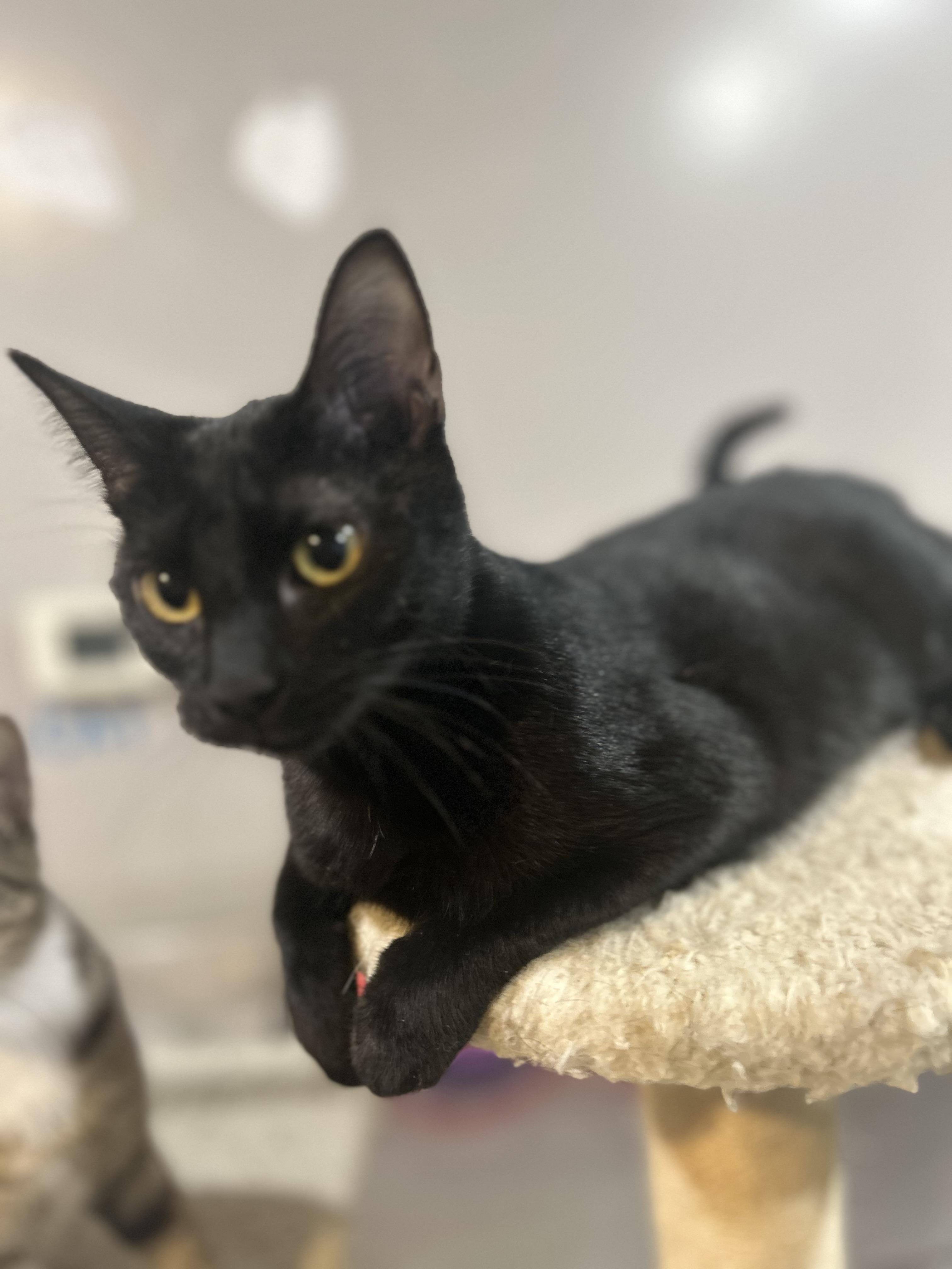 Enlarge OZZY, a ADOPTABLE Domestic Short Hair in North Kansas City, MO image 1/3