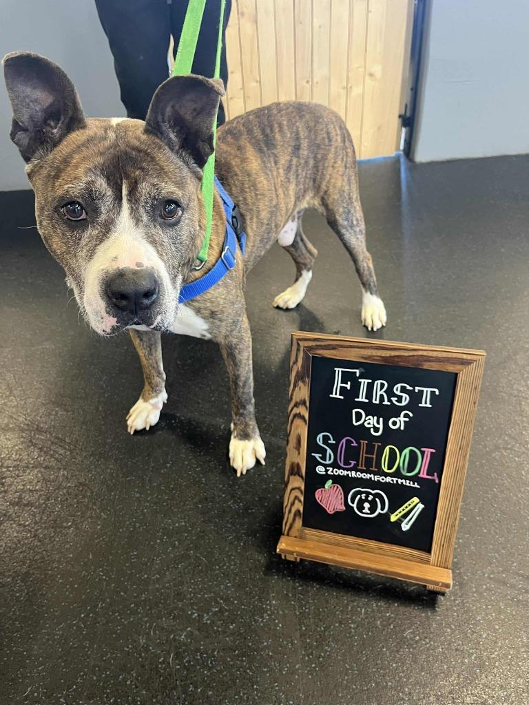 Franklin, Adoptable, Adult Male Mixed Breed.