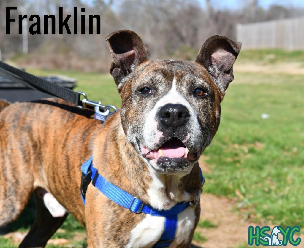 Enlarge Franklin, a Adoptable mixed breed in Fort Mill, SC image 2/6
