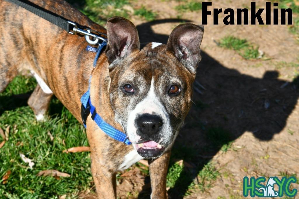 Enlarge Franklin, a Adoptable mixed breed in Fort Mill, SC image 3/6