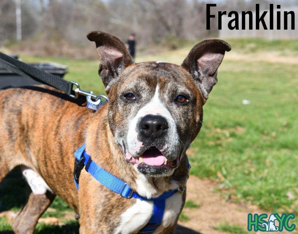 Enlarge Franklin, a Adoptable mixed breed in Fort Mill, SC image 4/6