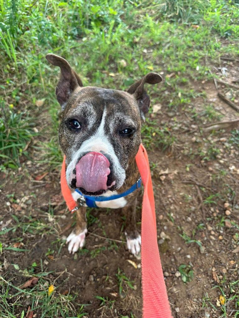 Enlarge Franklin, a Adoptable mixed breed in Fort Mill, SC image 5/6