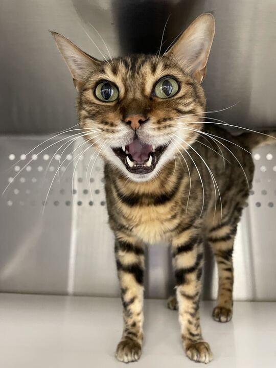 Louis, a ADOPTABLE Bengal in Jackson, MI image 6/6
