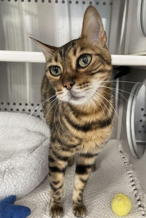 Louis, a ADOPTABLE Bengal in Jackson, MI image 3/6