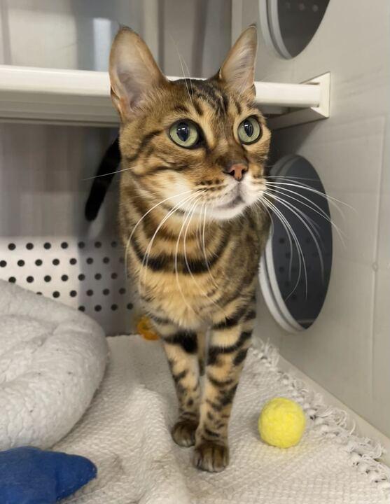 Louis, a ADOPTABLE Bengal in Jackson, MI image 4/6