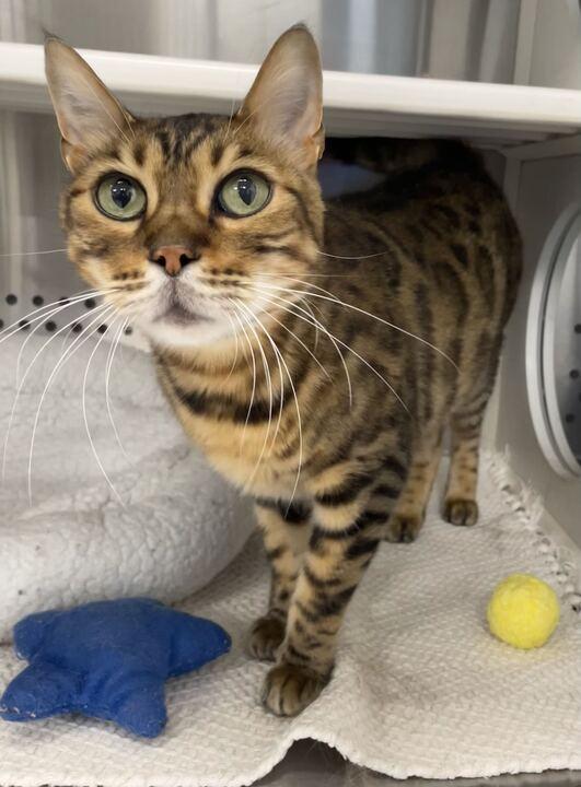 Louis, a ADOPTABLE Bengal in Jackson, MI image 1/6