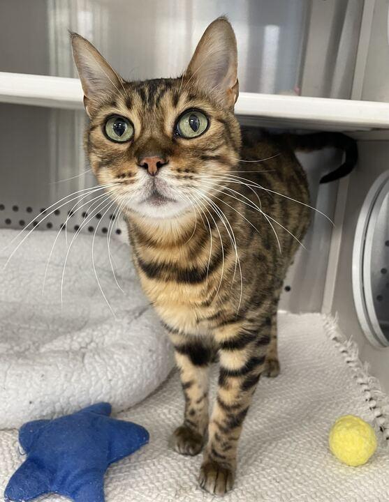 Louis, a ADOPTABLE Bengal in Jackson, MI image 2/6