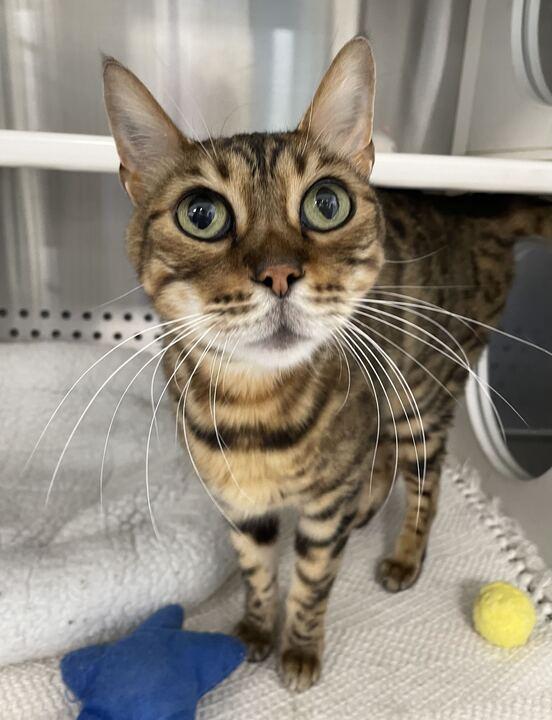 Louis, a ADOPTABLE Bengal in Jackson, MI image 5/6