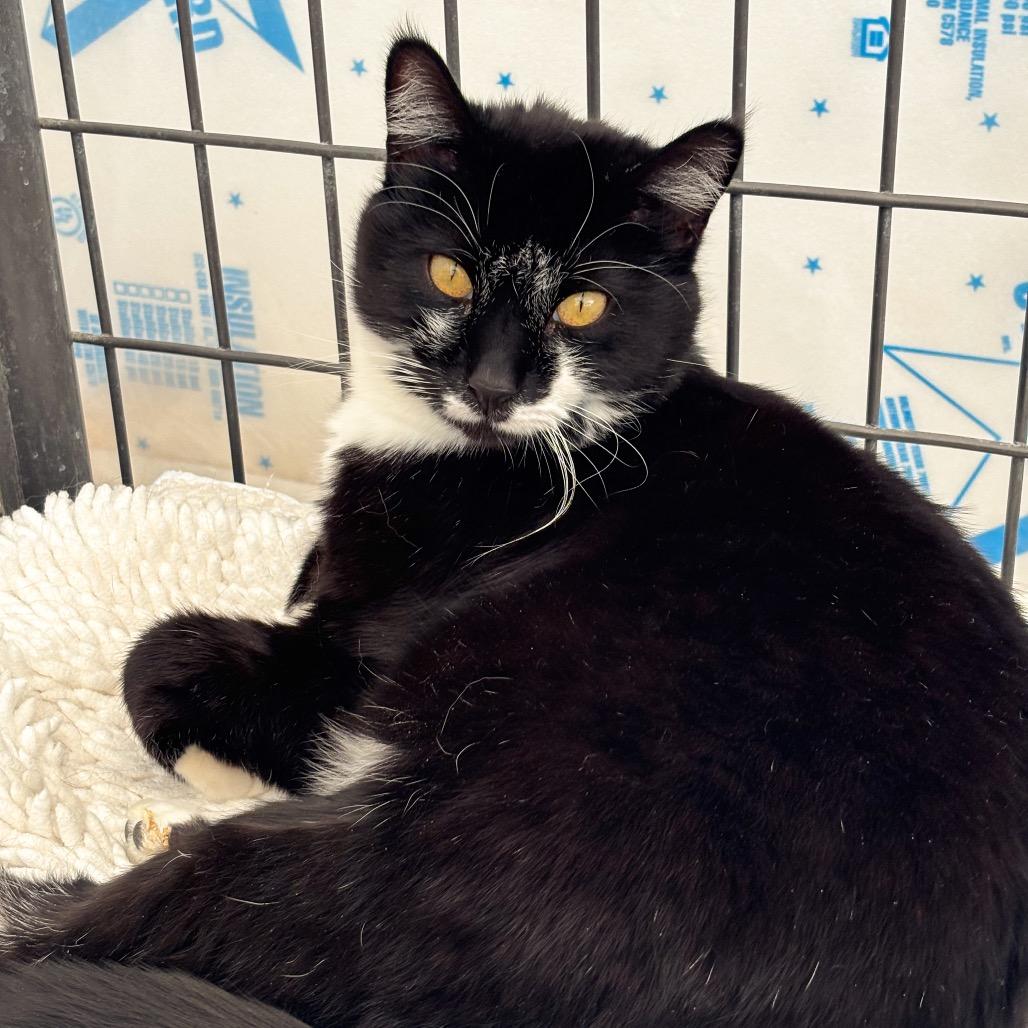 Enlarge Kitty, a Adoptable Domestic Short Hair in Taos, NM image 1/2