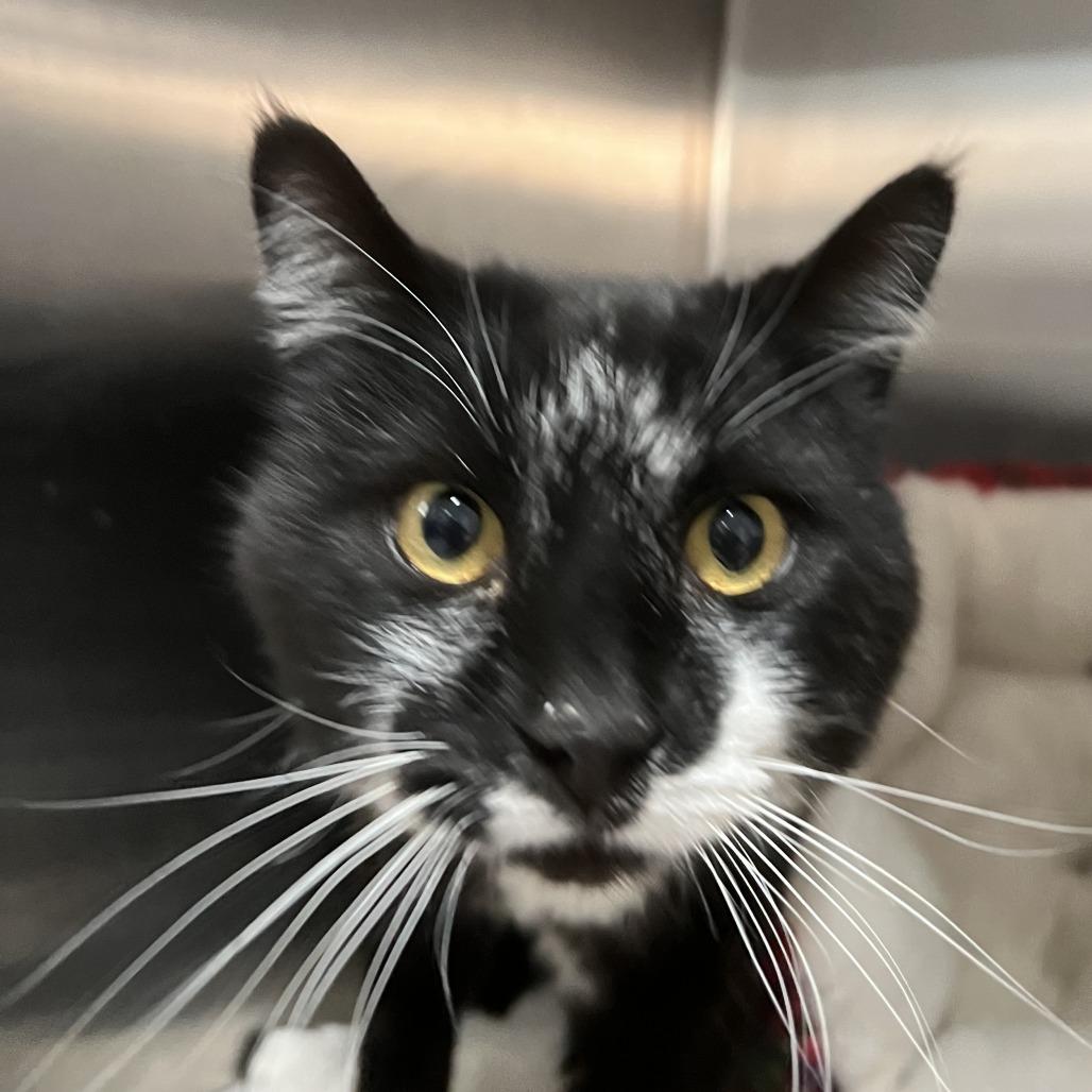 Enlarge Kitty, a Adoptable Domestic Short Hair in Taos, NM image 2/2