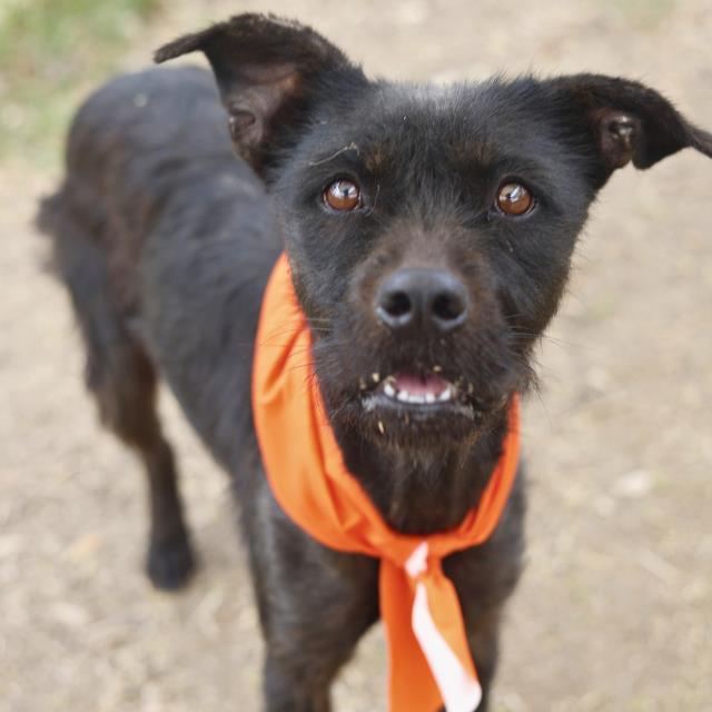 Enlarge DOLLY, a Adoptable Terrier in San Antonio, TX image 1/1