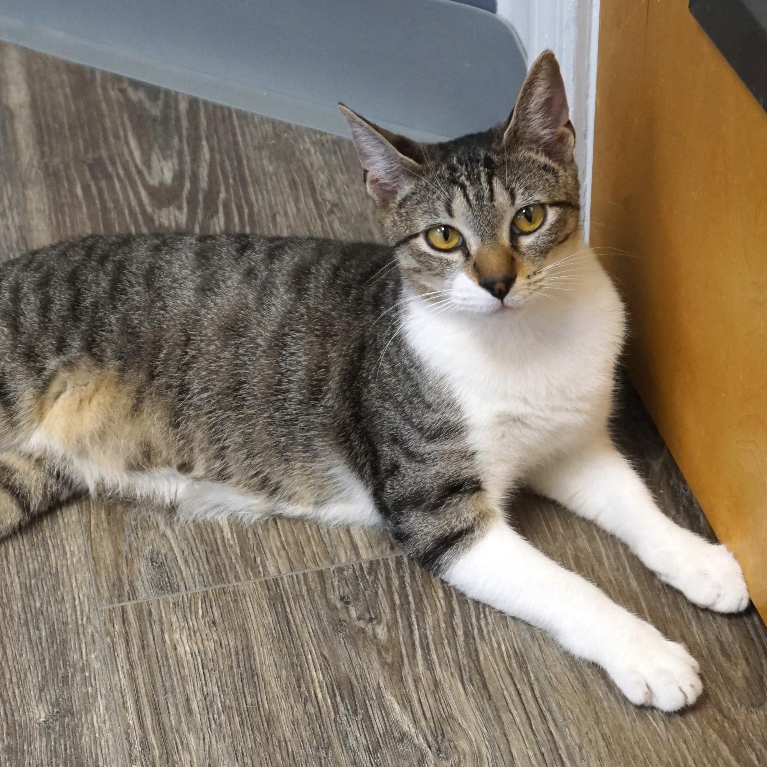 Gravy, adoptable, Young Male Domestic Short Hair.