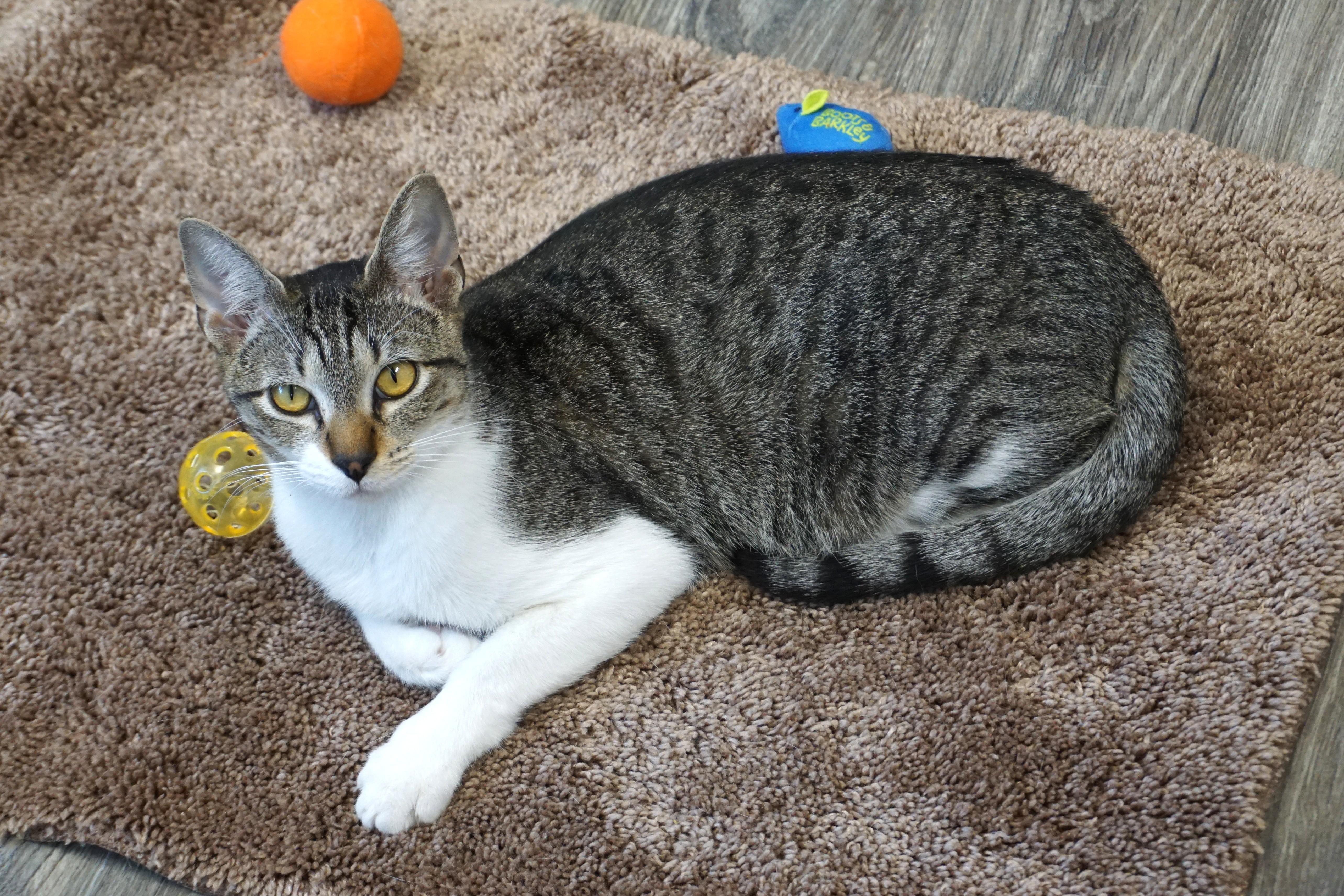 Enlarge Gravy, an adopted Domestic Short Hair in Fountain Hills, AZ image 2/6
