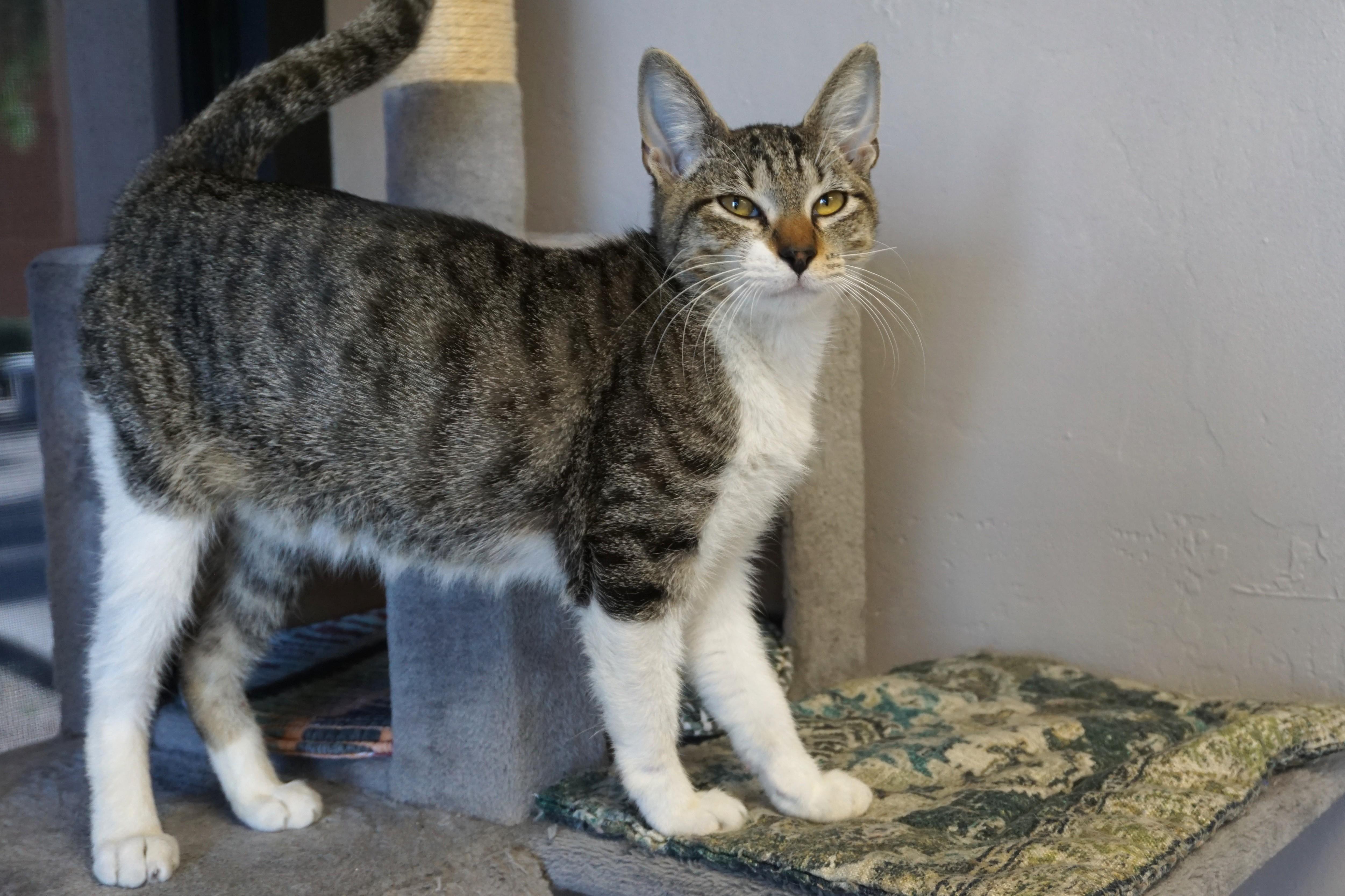 Gravy, Adoptable, Young Male Domestic Short Hair.
