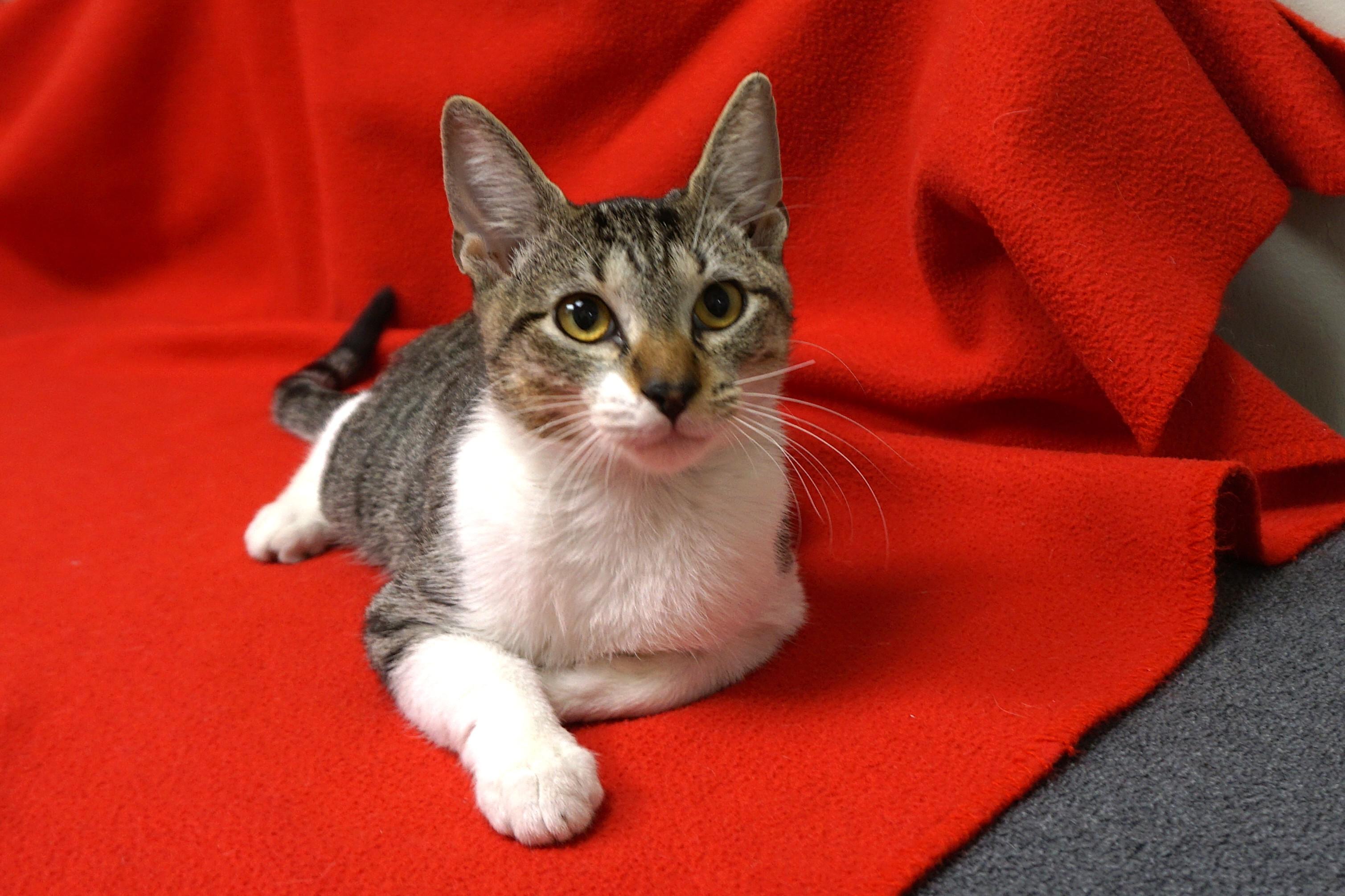 Gravy, a Adoptable Domestic Short Hair in Fountain Hills, AZ image 1/3