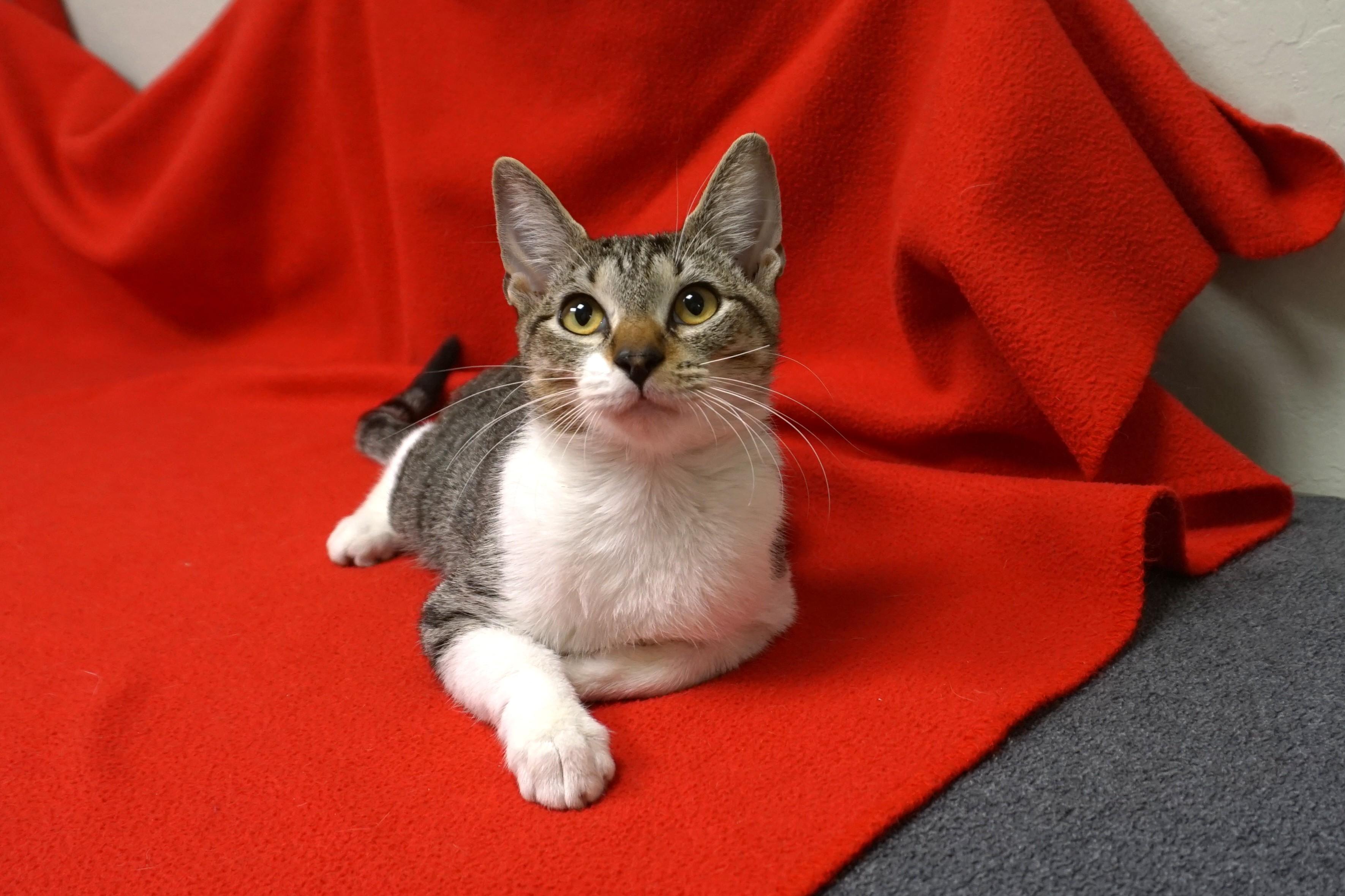 Gravy, a Adoptable Domestic Short Hair in Fountain Hills, AZ image 2/3
