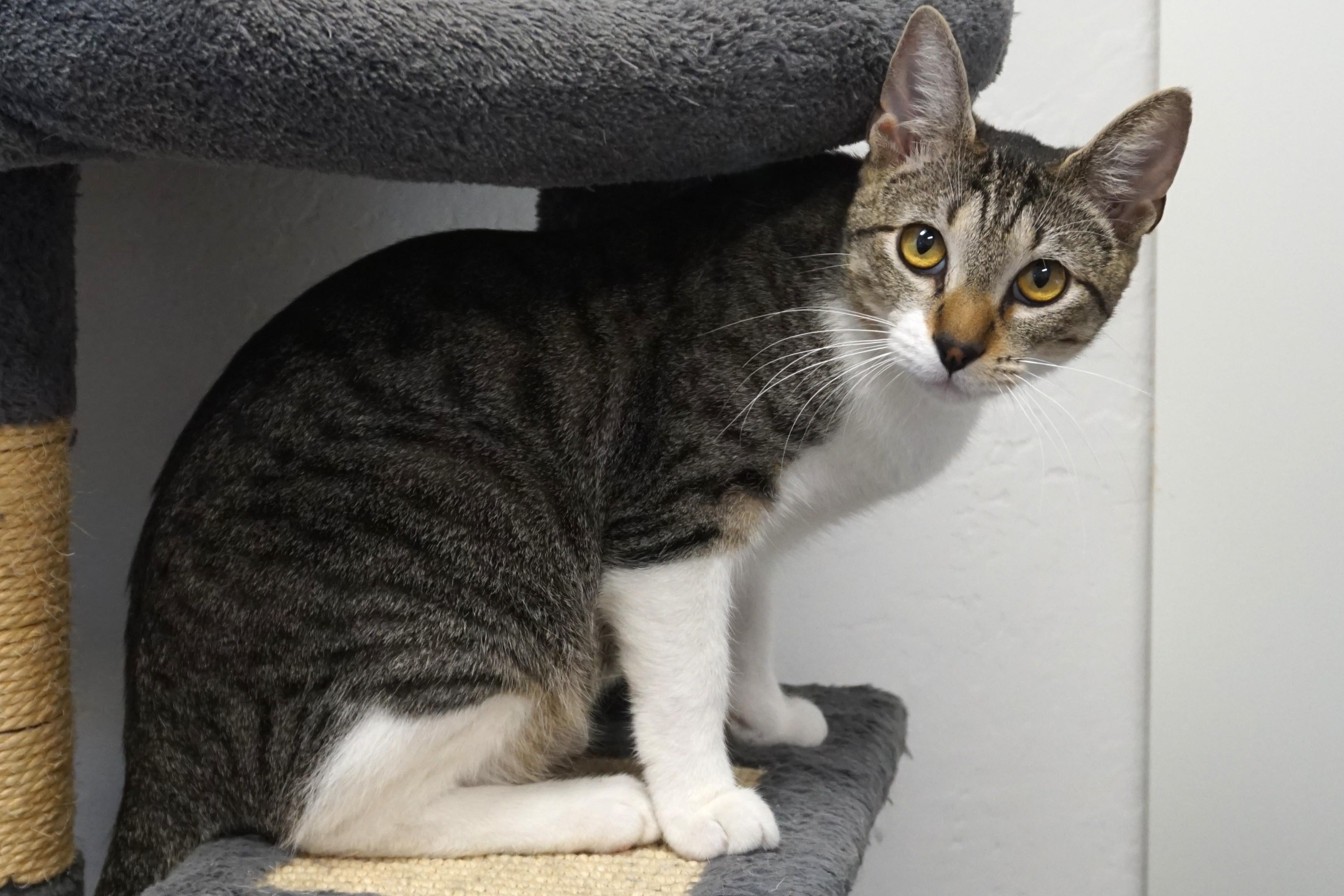 Gravy, an adoptable Domestic Short Hair in Fountain Hills, AZ image 3/6