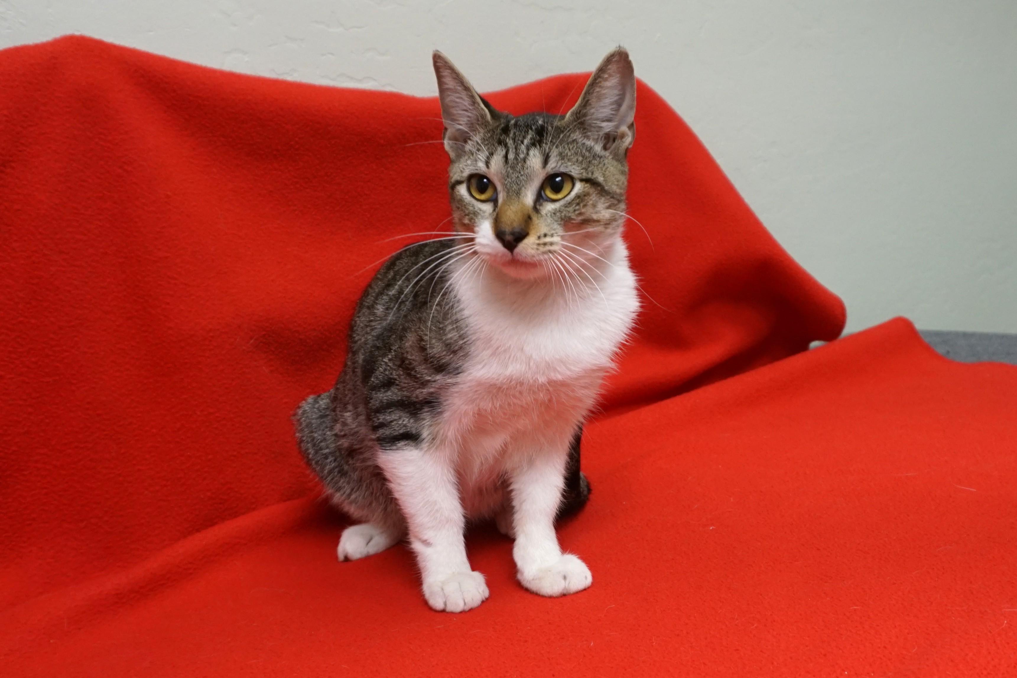 Gravy, a Adoptable Domestic Short Hair in Fountain Hills, AZ image 3/3