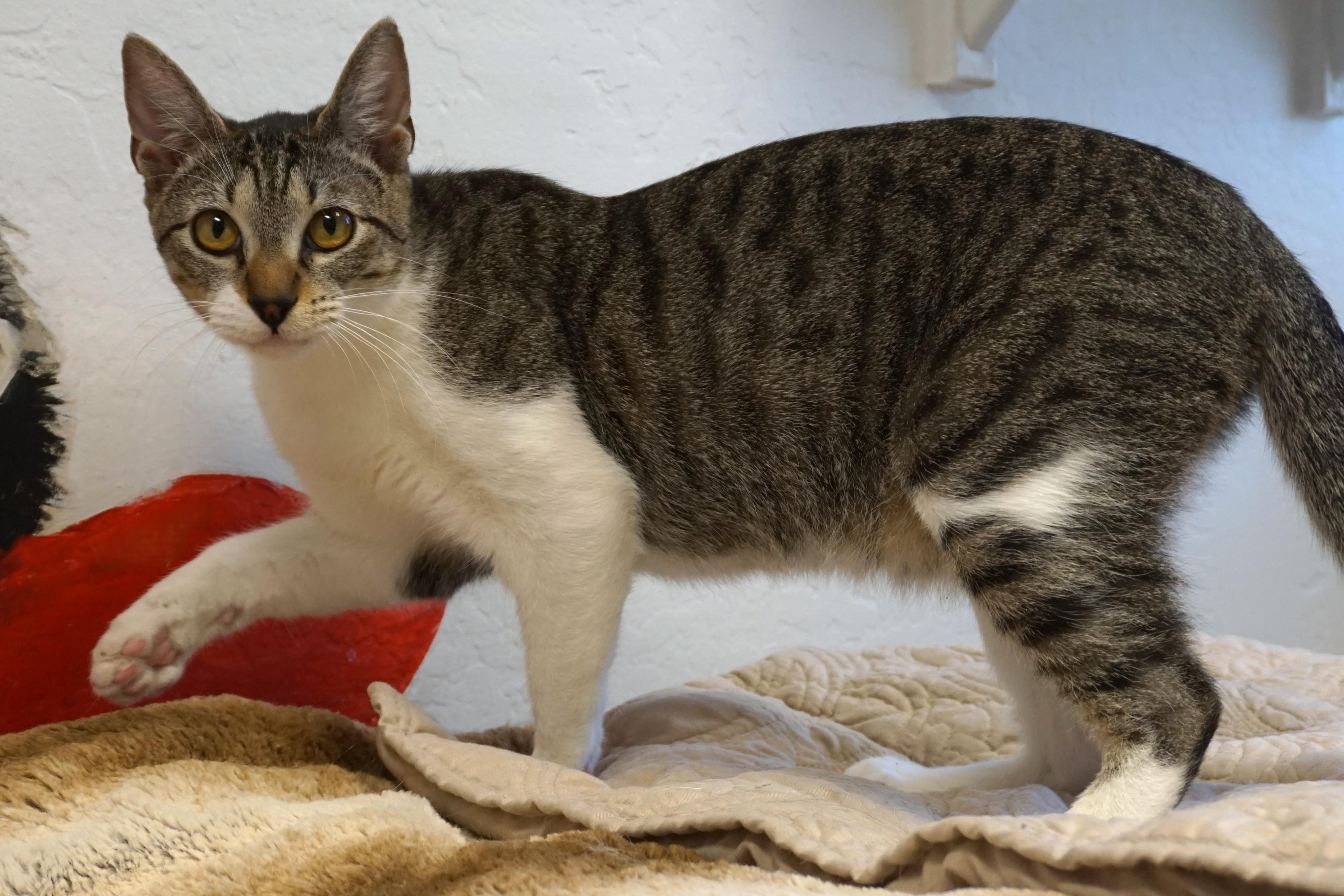 Gravy, an adoptable Domestic Short Hair in Fountain Hills, AZ image 4/6