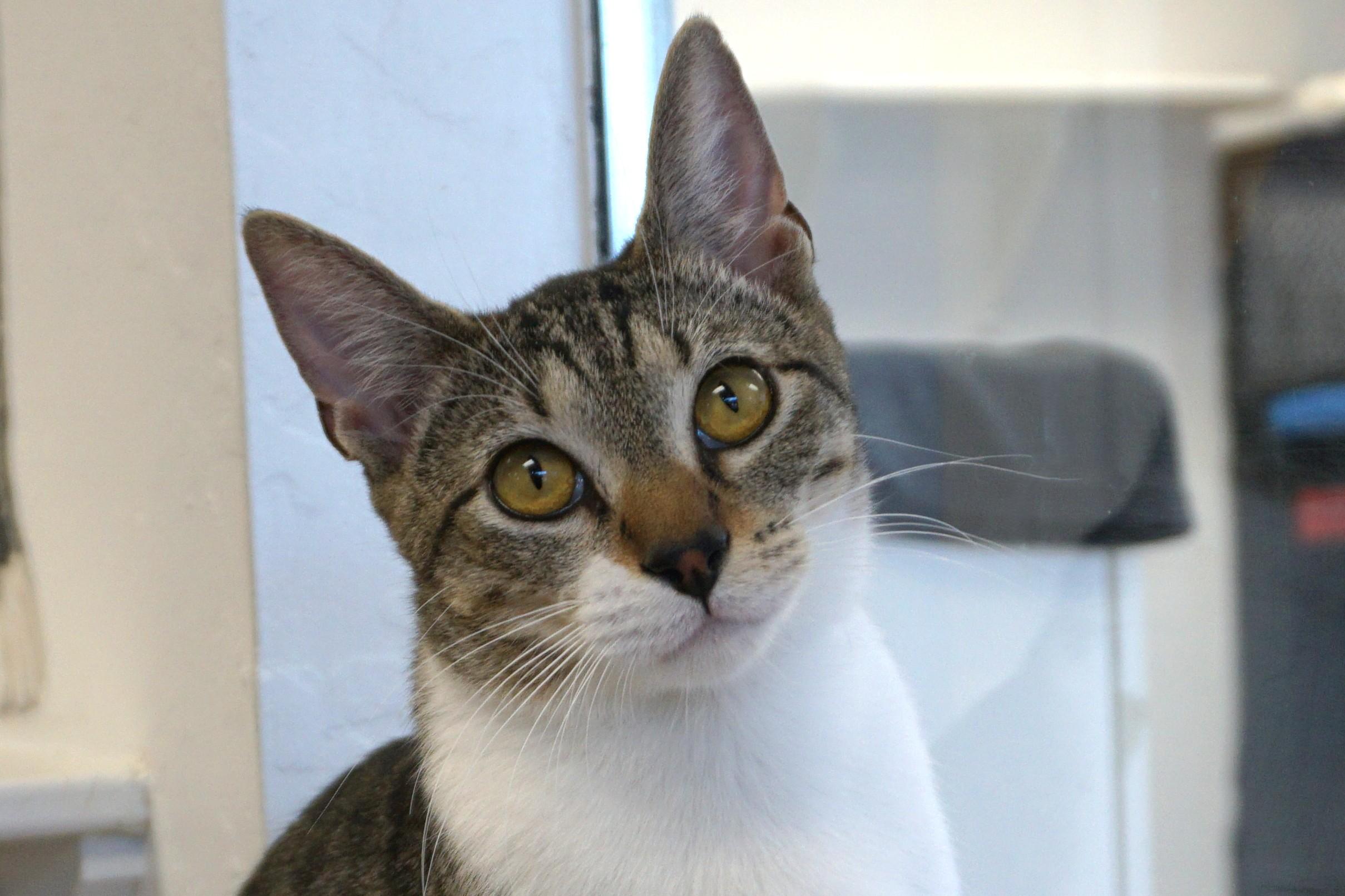 Gravy, an adoptable Domestic Short Hair in Fountain Hills, AZ image 2/6