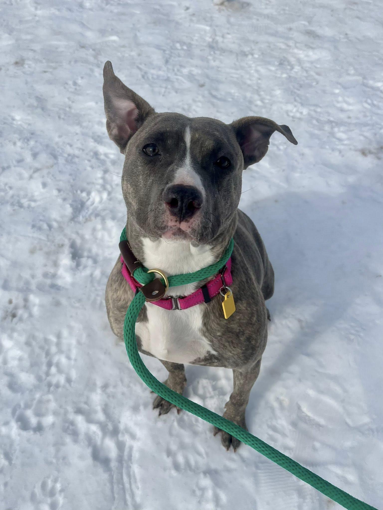 Enlarge Sequoia, an adopted mixed breed in Cleveland, OH image 5/6