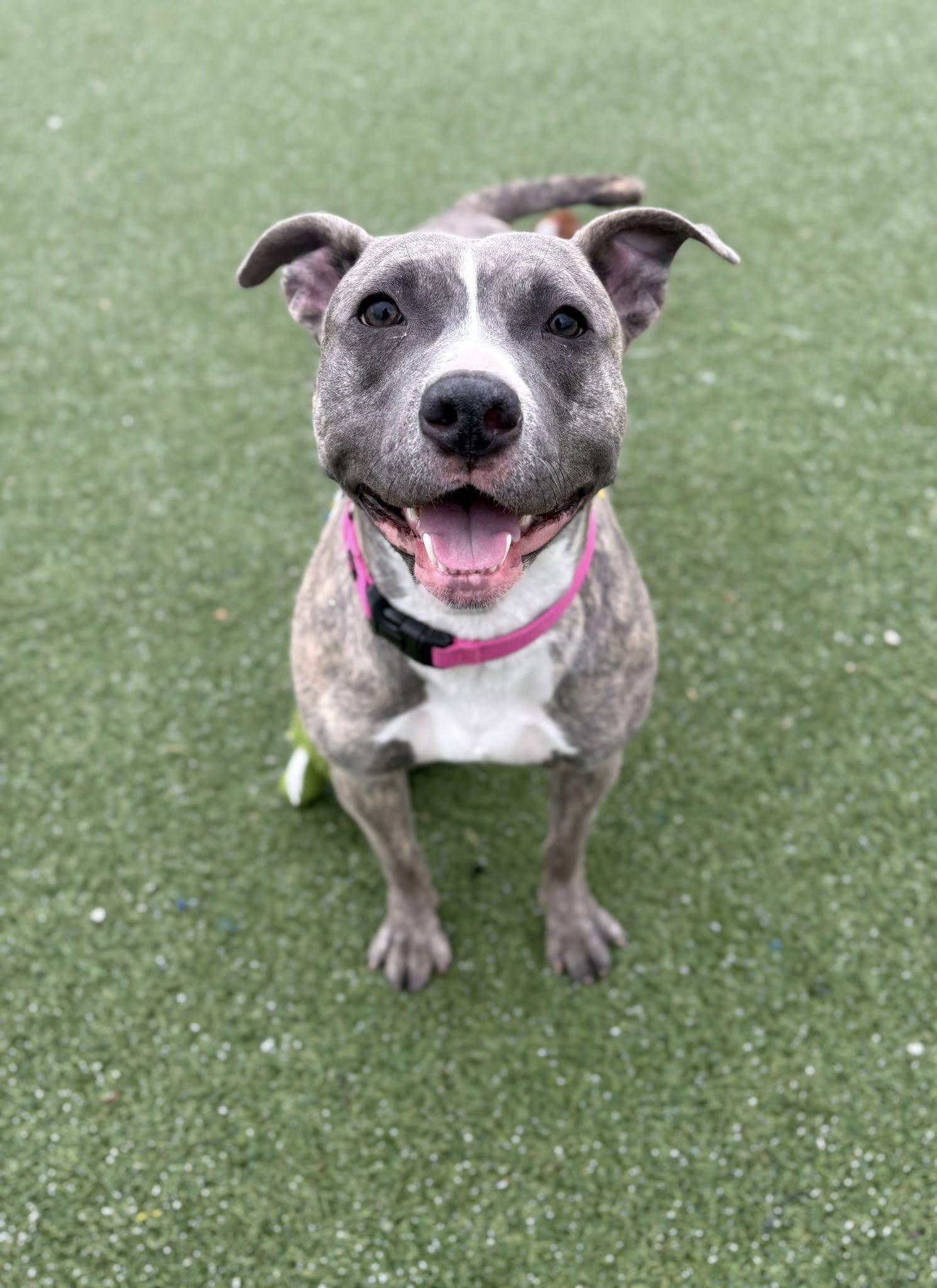 Enlarge Sequoia, an adoptable mixed breed in Cleveland, OH image 6/6