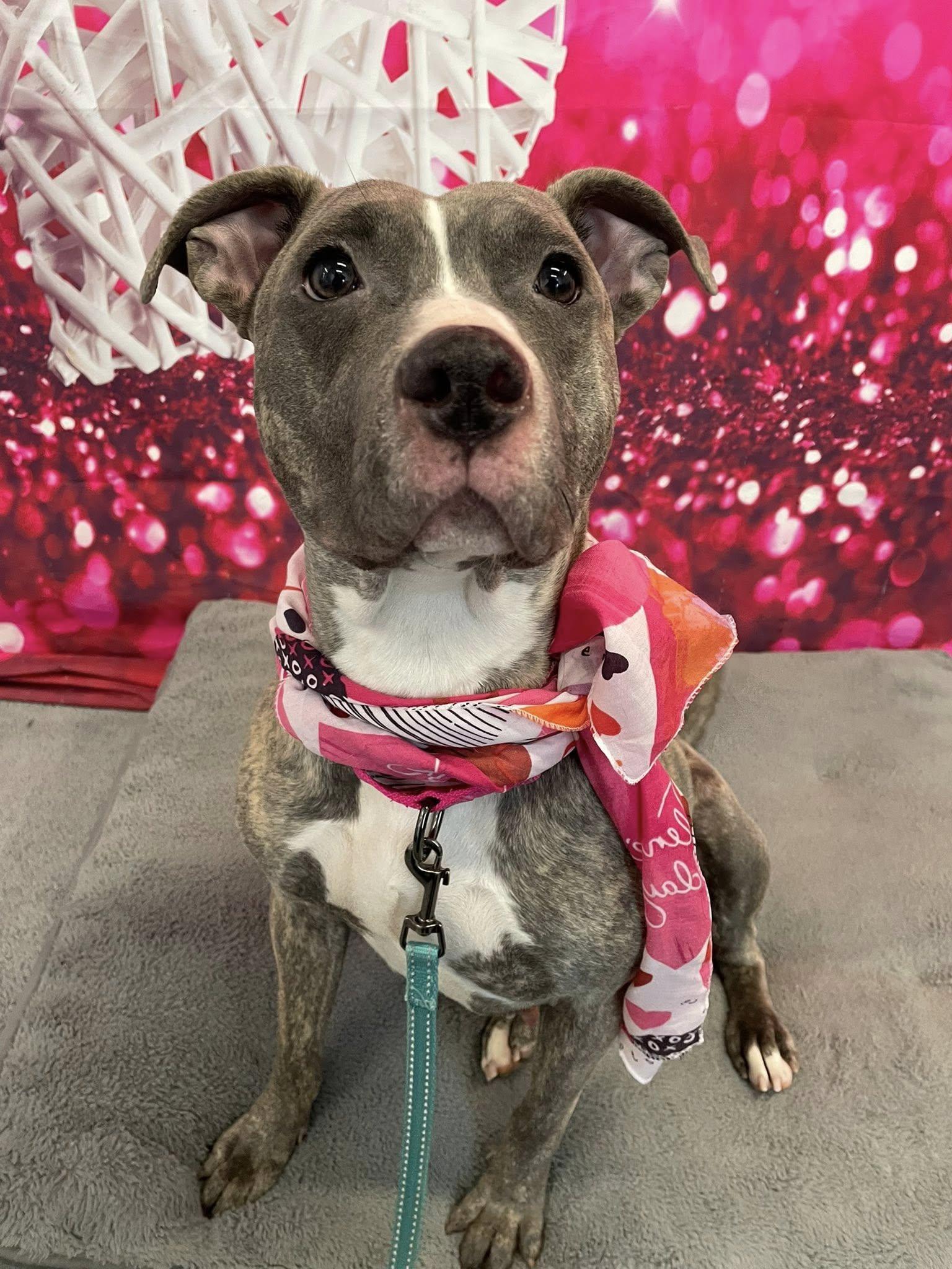 Enlarge Sequoia, an adopted mixed breed in Cleveland, OH image 1/6