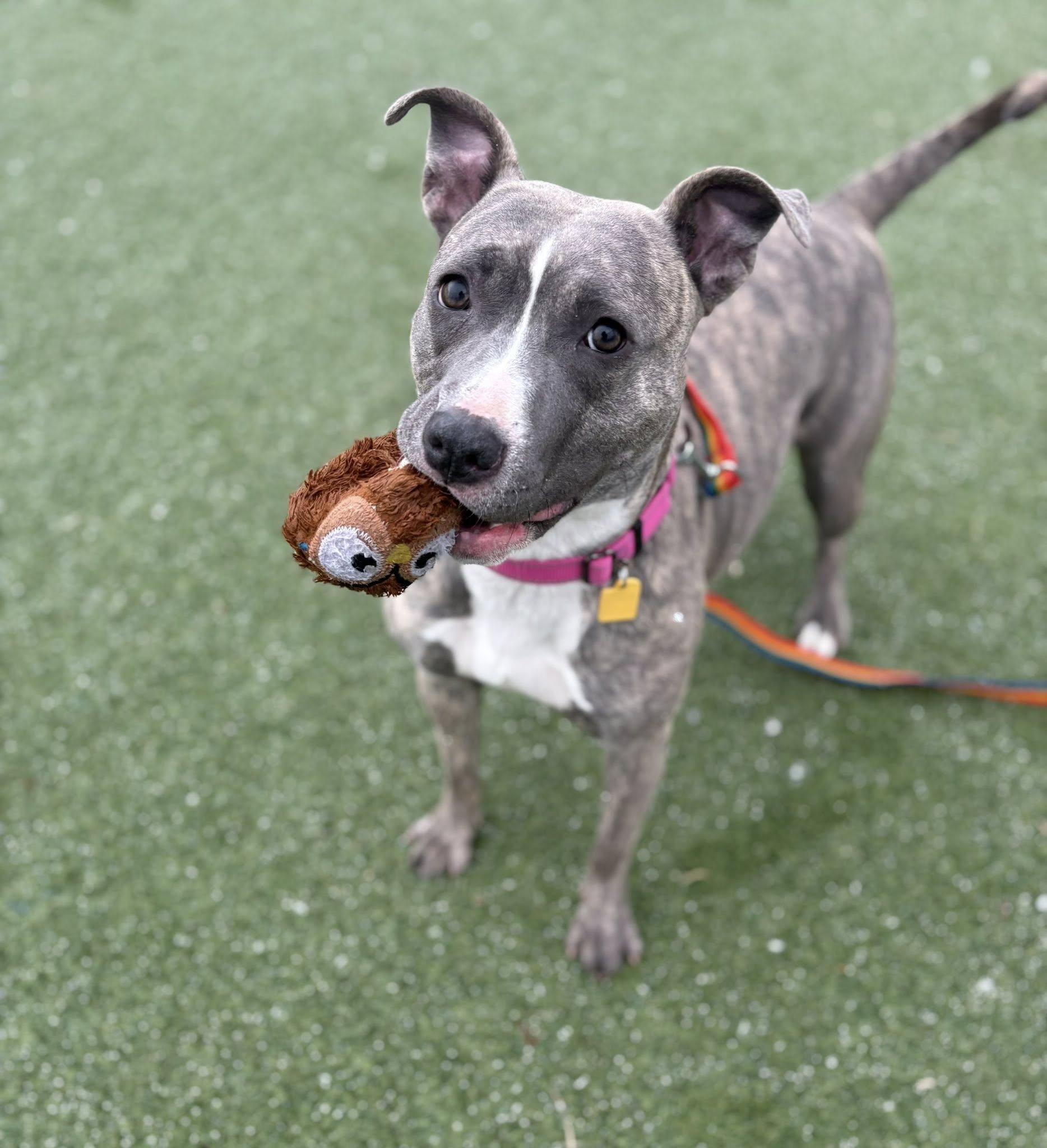 Enlarge Sequoia, an adoptable mixed breed in Cleveland, OH image 5/6