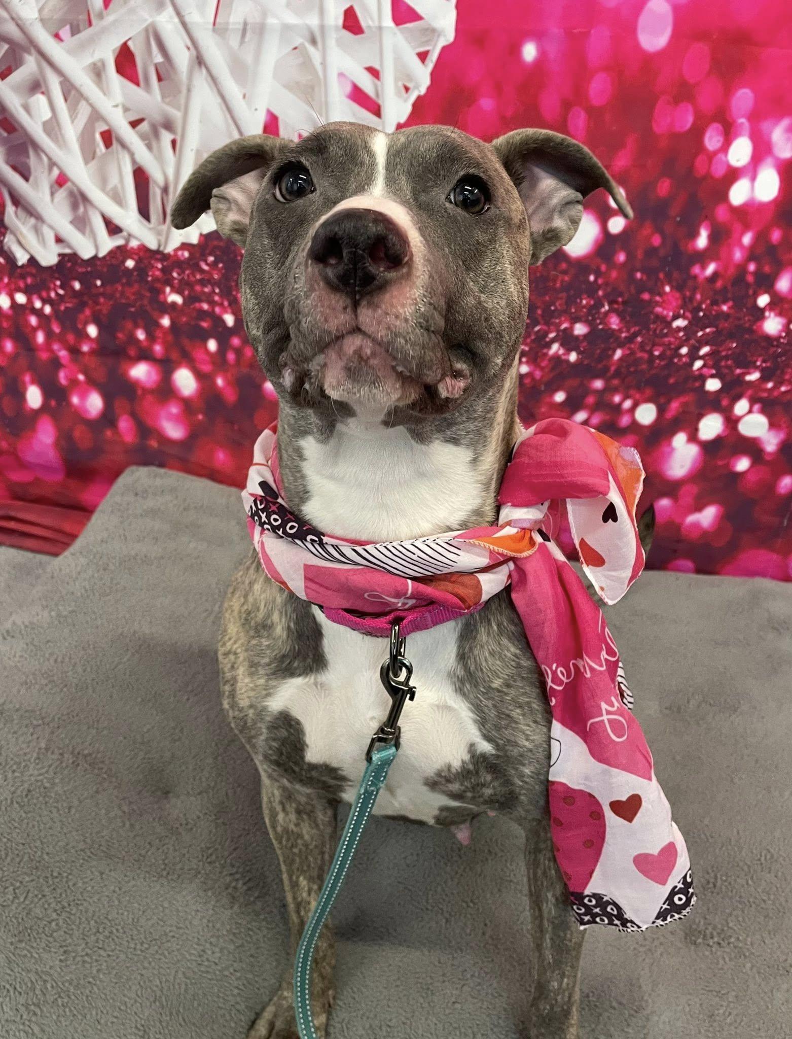 Enlarge Sequoia, an adopted mixed breed in Cleveland, OH image 2/6