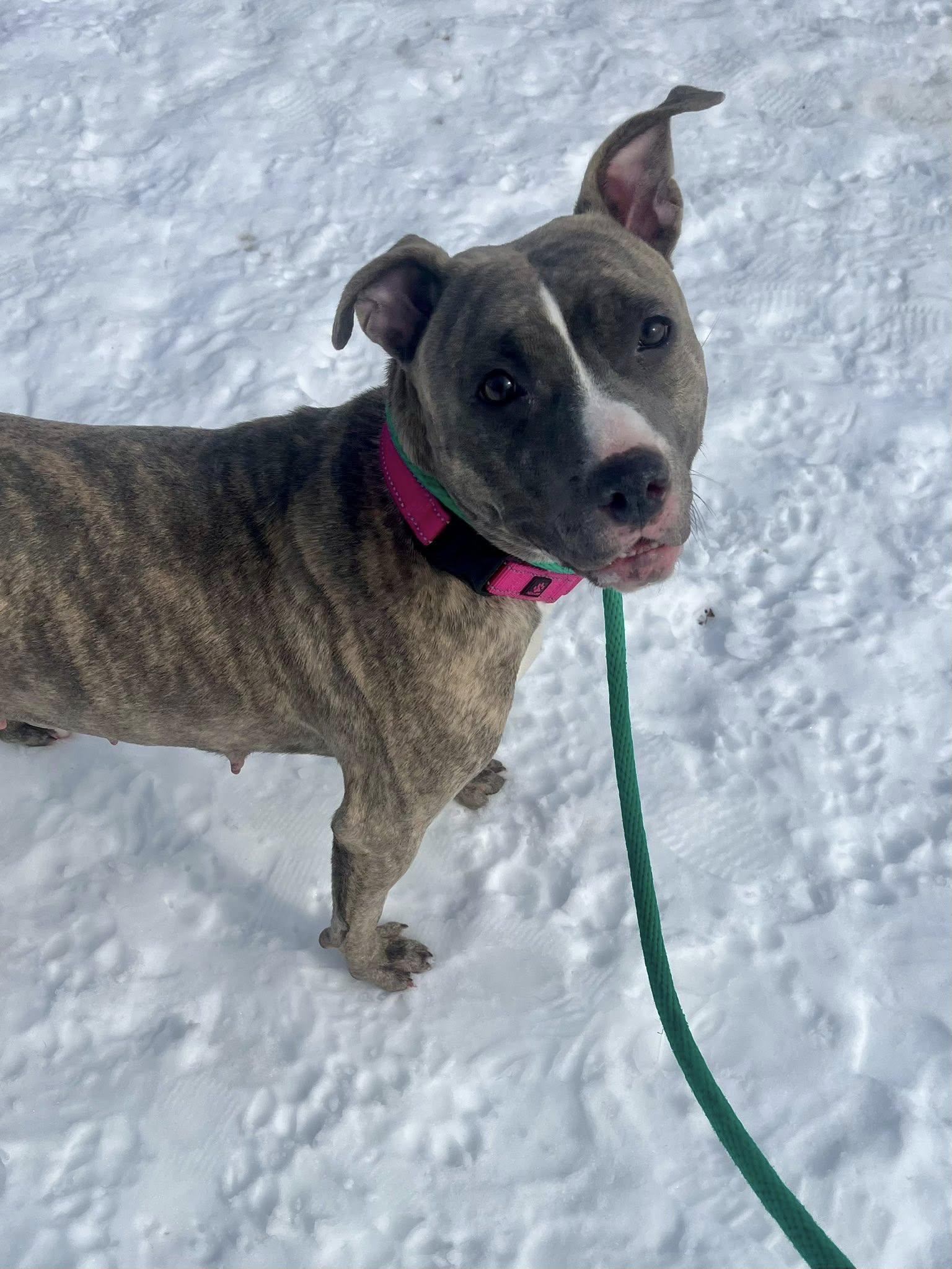 Enlarge Sequoia, an adopted mixed breed in Cleveland, OH image 6/6