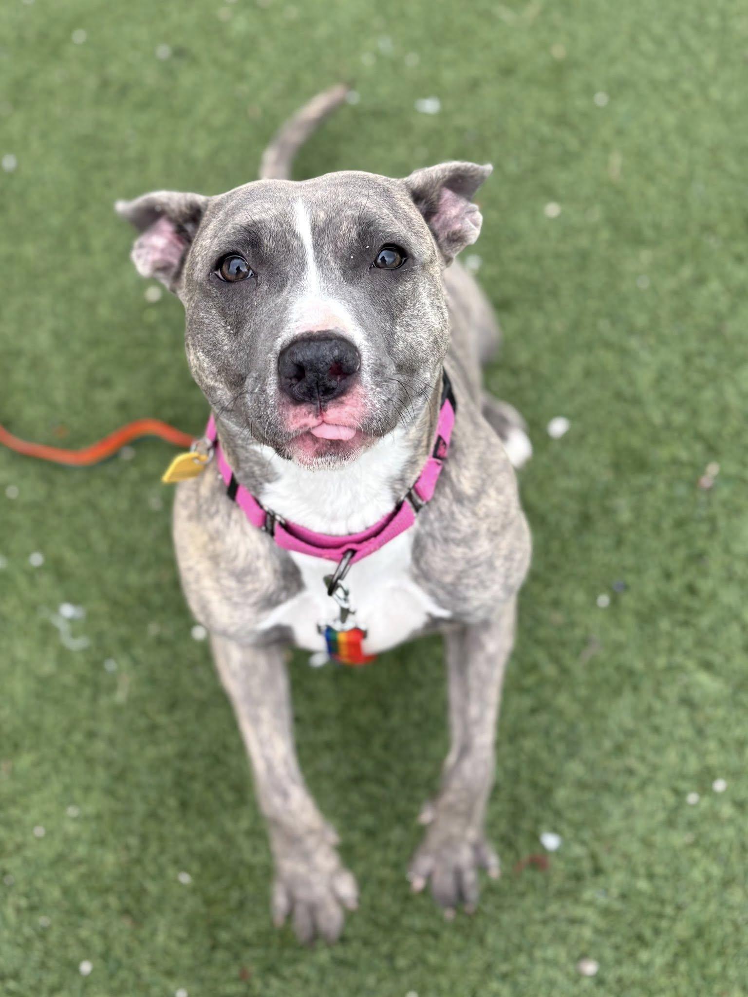 Enlarge Sequoia, an adoptable mixed breed in Cleveland, OH image 2/6