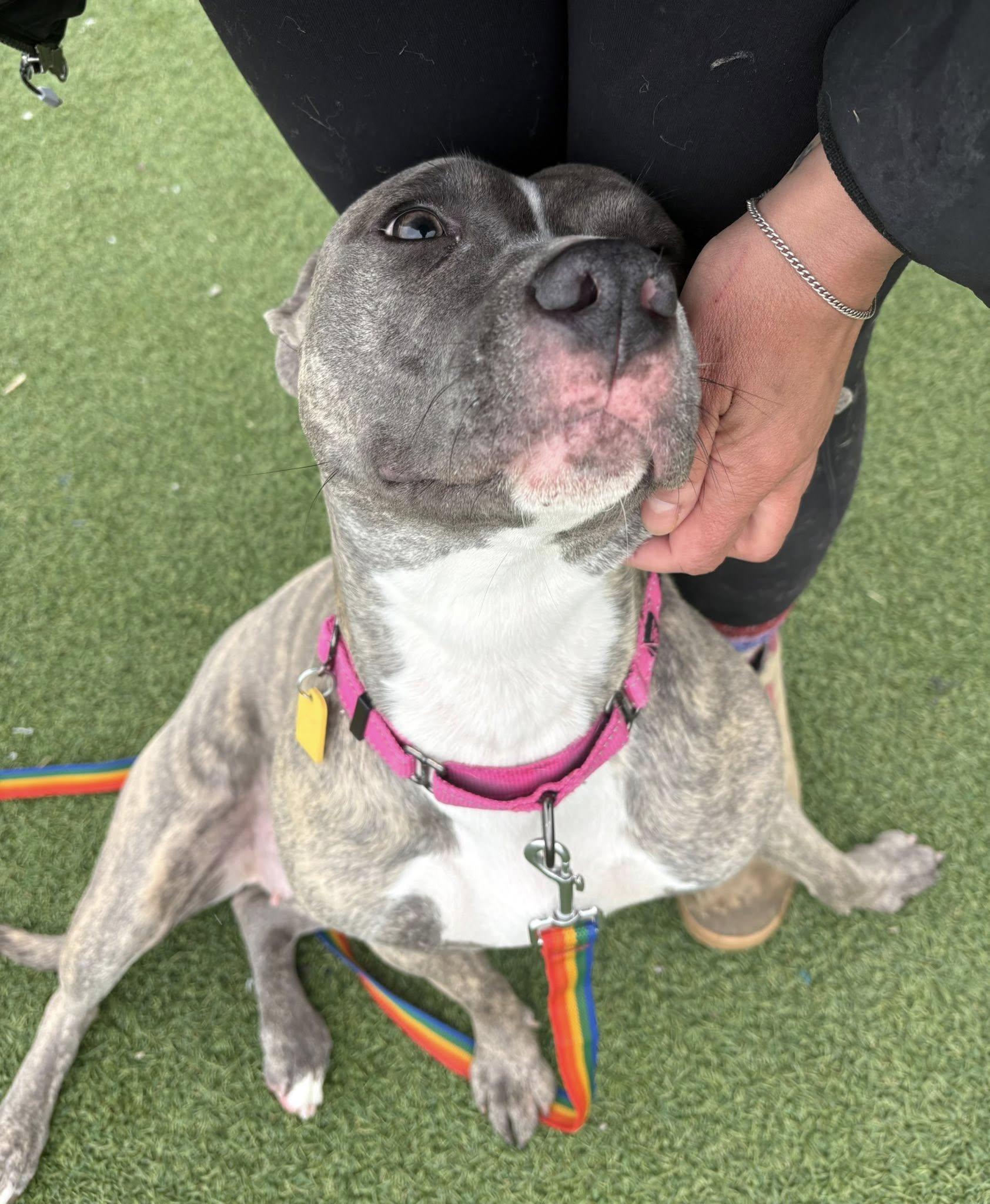 Enlarge Sequoia, an adoptable mixed breed in Cleveland, OH image 3/6