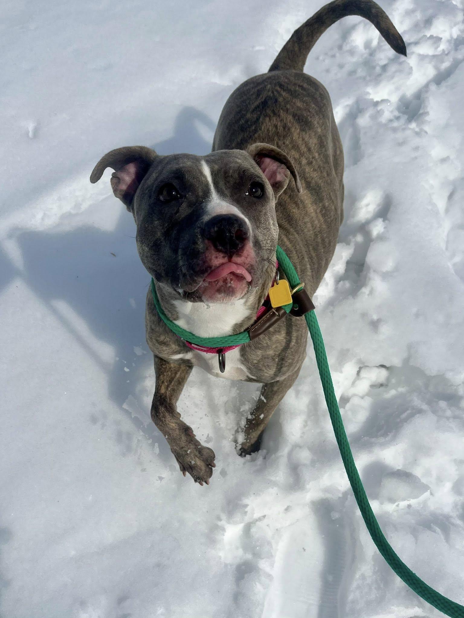 Enlarge Sequoia, an adopted mixed breed in Cleveland, OH image 3/6