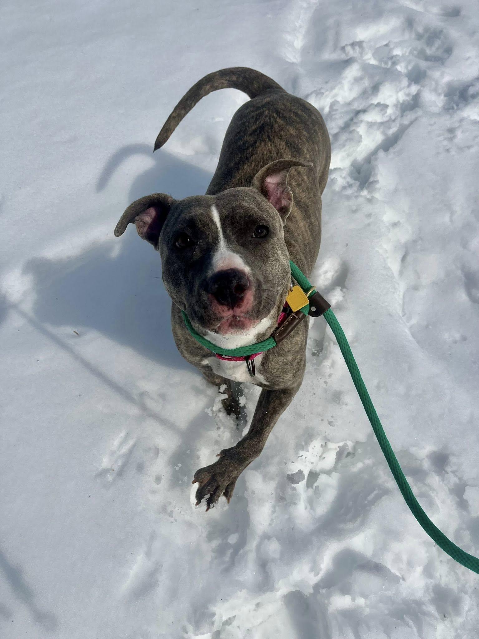 Enlarge Sequoia, an adopted mixed breed in Cleveland, OH image 4/6