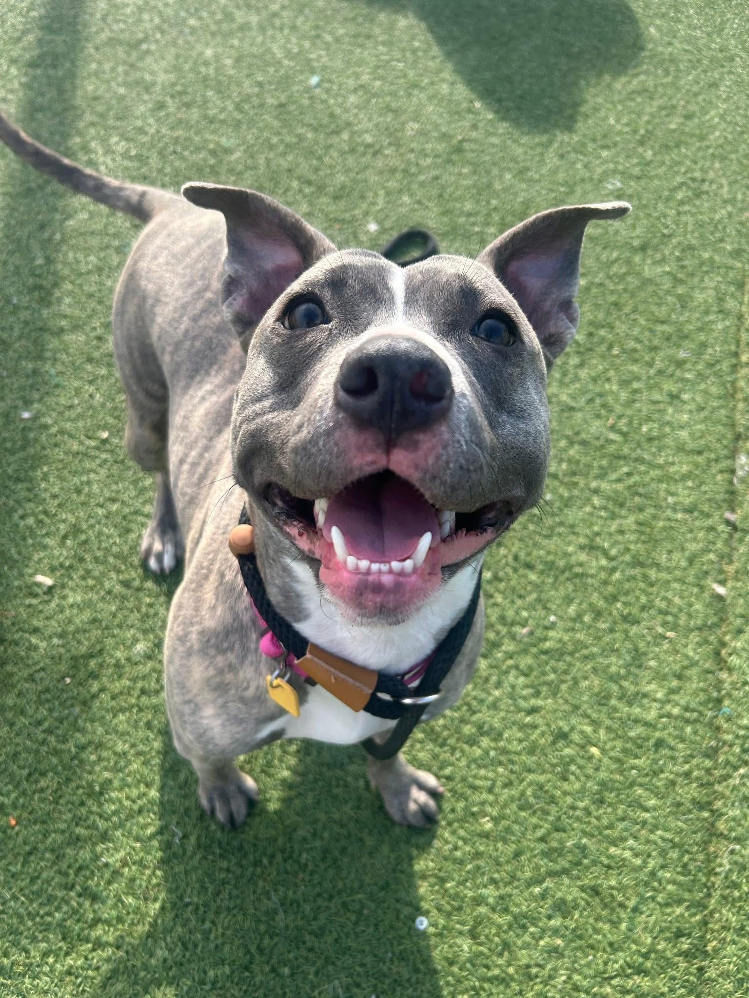 Enlarge Sequoia, an adoptable mixed breed in Cleveland, OH image 1/6