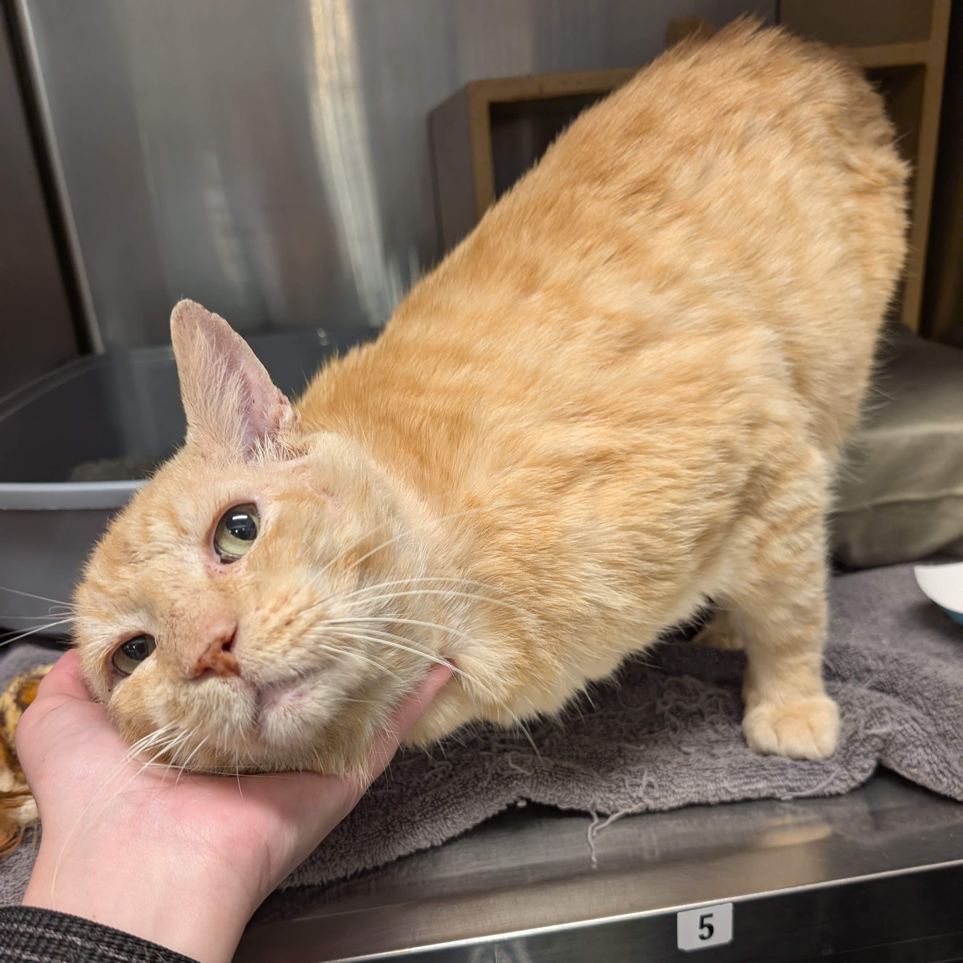 Enlarge Cheese, an adopted Domestic Short Hair in San Juan Capistrano, CA image 1/2