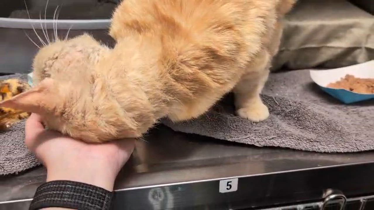 Enlarge Cheese, an adopted Domestic Short Hair in San Juan Capistrano, CA video 2/2
